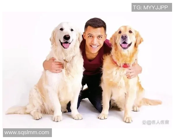 金毛犬中的足球明星有哪些值得关注的优秀犬种与其成就分析